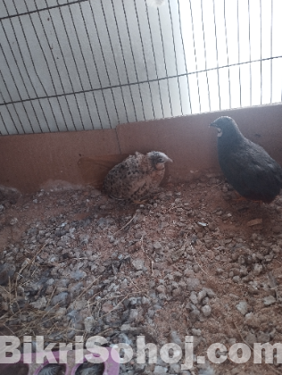 ক্লাসিক কিং কোয়েল পাখির মাস্টার পেয়ার(king quail)